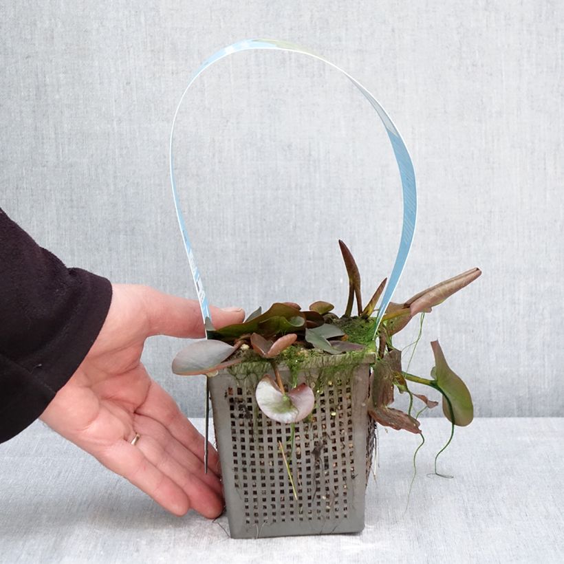 Nymphaea Marliacea Albida Vaso da 1L/1,5L esemplare consegnato in primavera