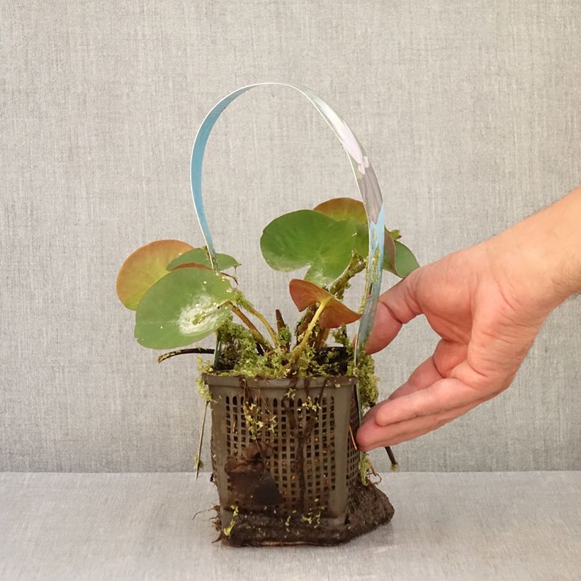 Esemplare di Nymphaea Marliacea Carnea Vaso da 1L/1,5L come consegnato in autunno