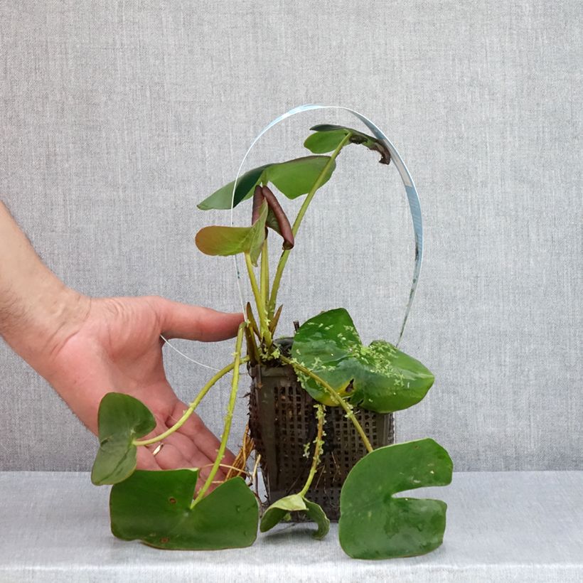 Esemplare di Nymphaea Marliacea Carnea Vaso da 1L/1,5L consegnato in estate