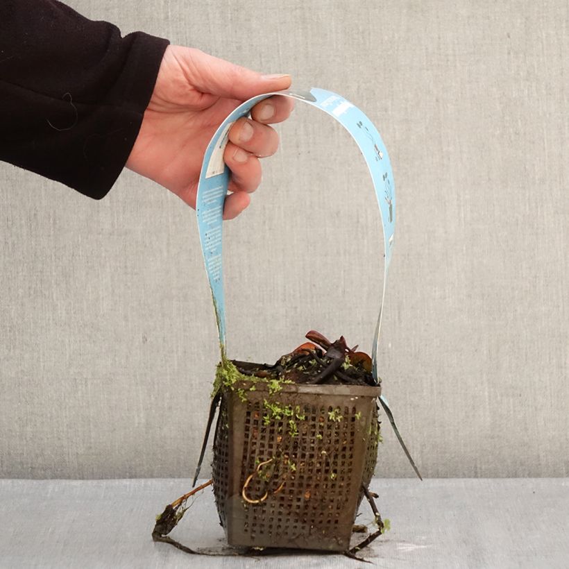 Nymphaea Marliacea Carnea Vaso da 1L/1,5L esemplare consegnato in inverno