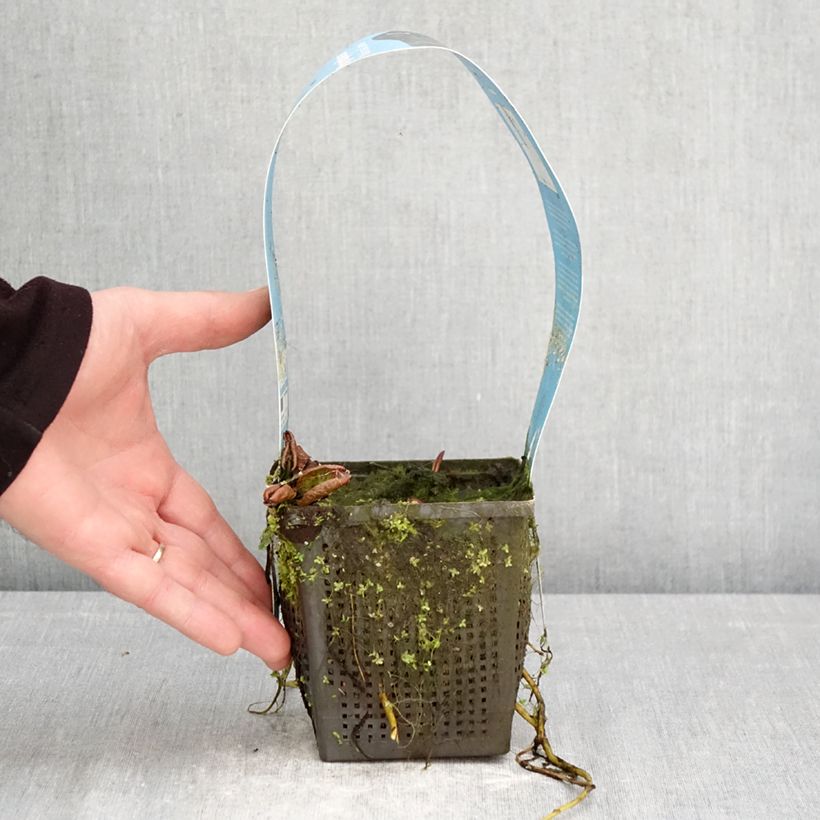 Nymphaea Marliacea Carnea Vaso da 1L/1,5L esemplare consegnato in primavera