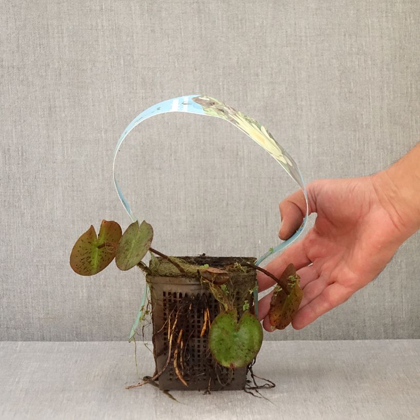 Esemplare di Nymphaea Marliacea Chromatella Vaso da 1L/1,5L come consegnato in autunno