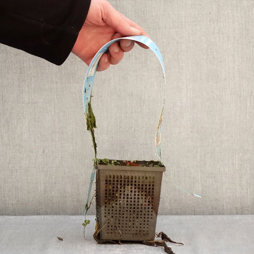 Nymphaea Marliacea Rubra Punctata Vaso da 1L/1,5L esemplare consegnato in inverno