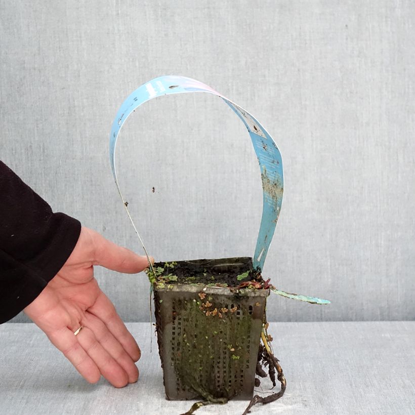 Nymphaea Marliacea Rubra Punctata Vaso da 1L/1,5L esemplare consegnato in primavera