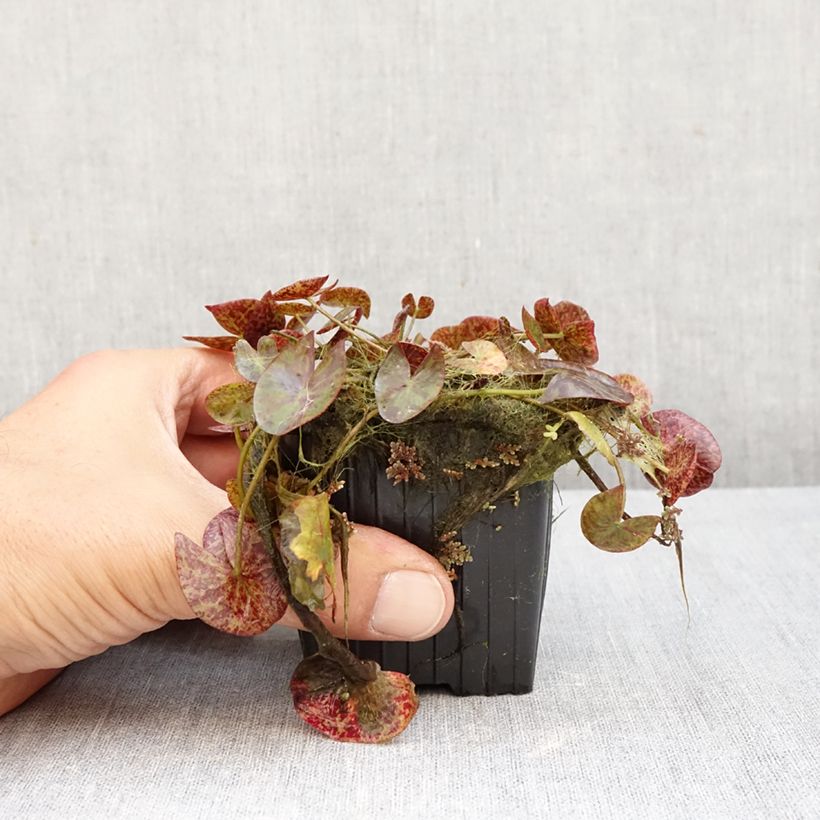 Esemplare di Nymphaea Miami Rose Vaso da 1,5L/2L come consegnato in autunno