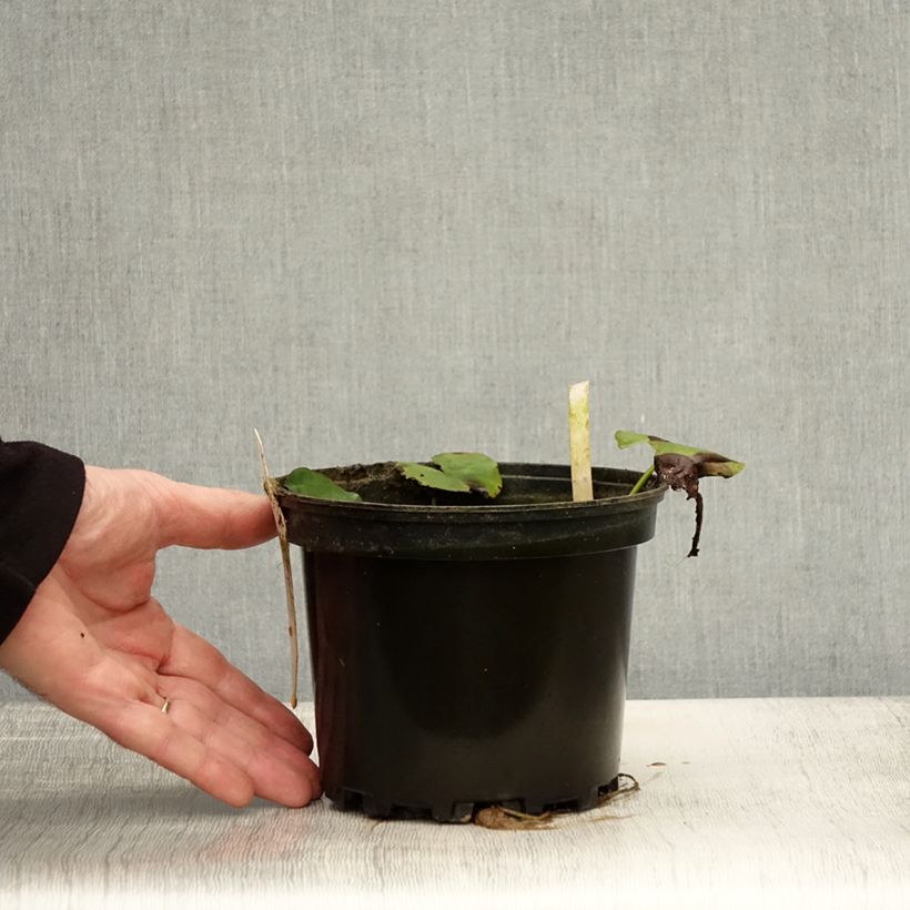 Esemplare di Nymphaea Moorei Vaso da 1,5L/2L come consegnato in autunno