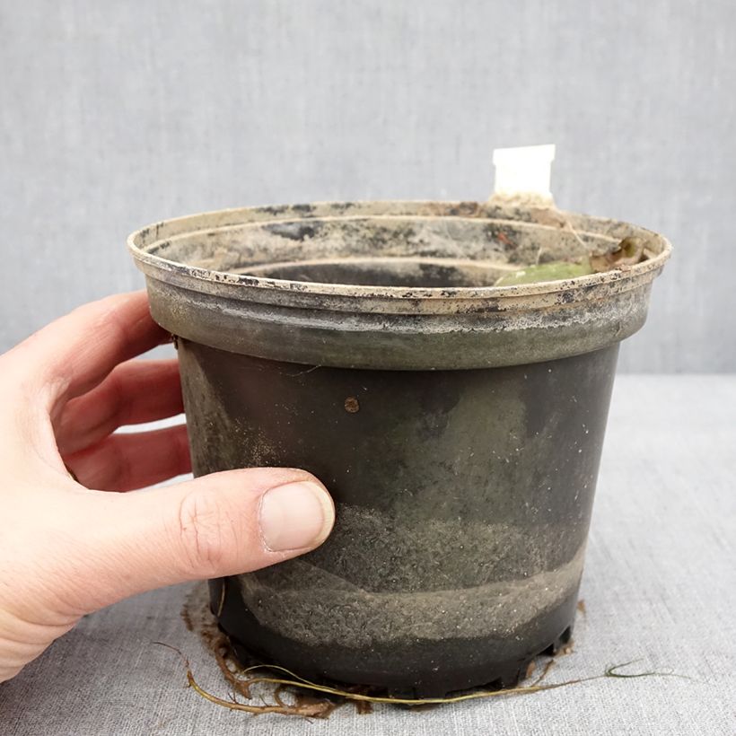 Nymphaea Moorei Vaso da 1,5L/2L esemplare consegnato in inverno