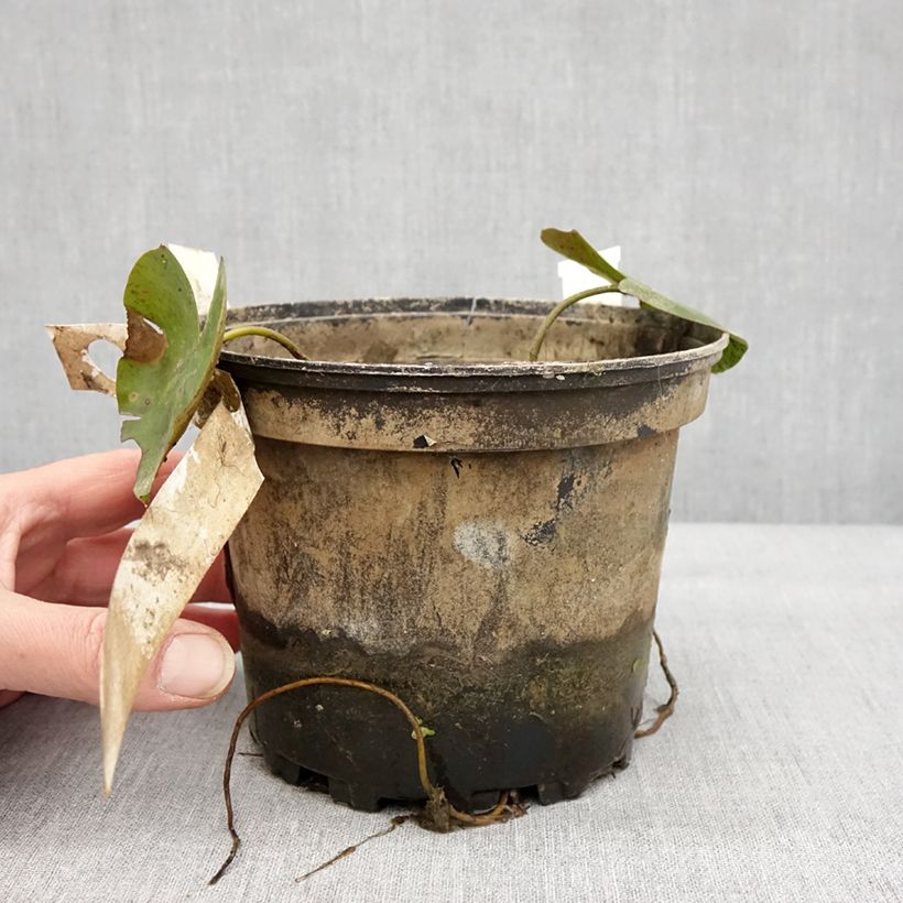 Nymphaea Newton Vaso da 1,5L/2L esemplare consegnato in inverno