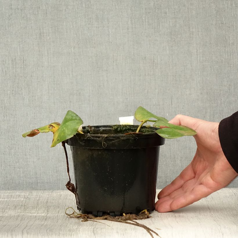 Esemplare di Nymphaea odorata Sulphurea Grandiflora Vaso da 1,5L/2L come consegnato in autunno