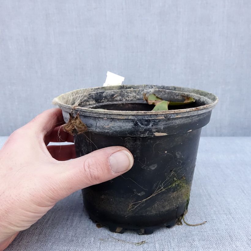 Nymphaea odorata Sulphurea Grandiflora Vaso da 1,5L/2L esemplare consegnato in inverno