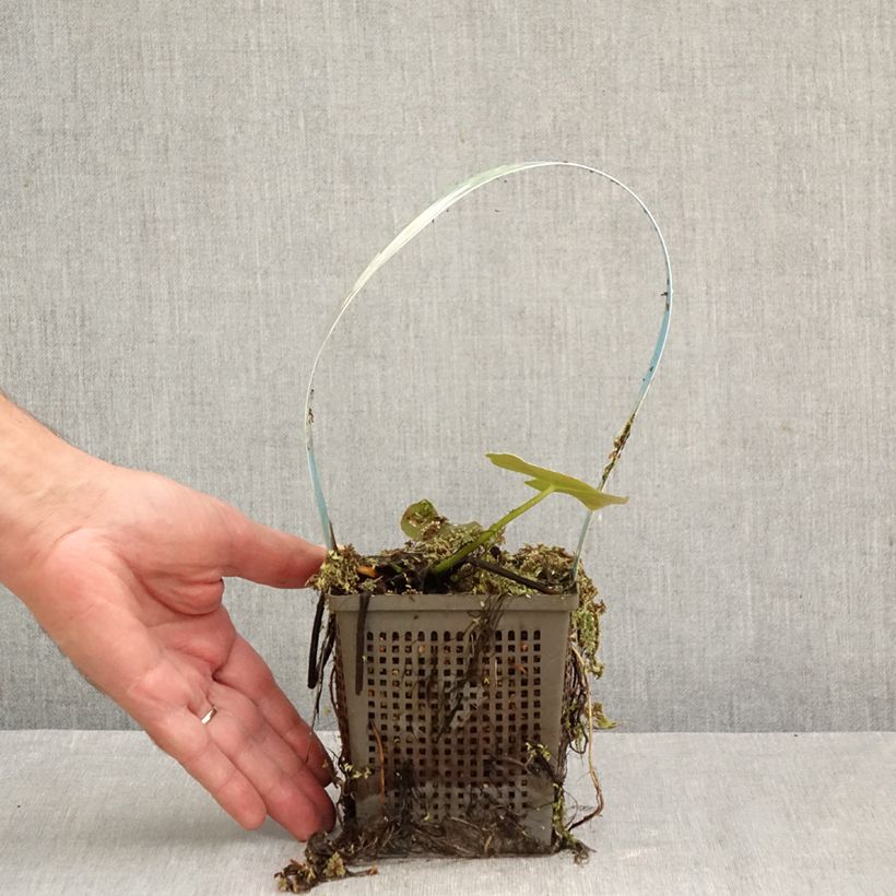 Esemplare di Nymphaea Perry's Double White Vaso da 1L/1,5L come consegnato in autunno