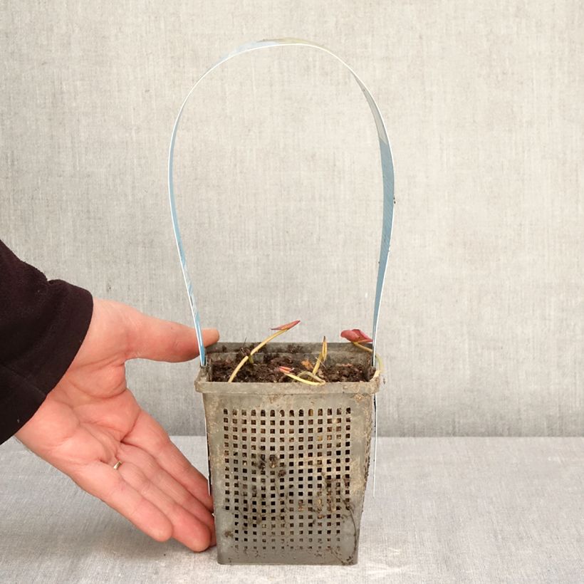 Nymphaea Perry's Double White Vaso da 1L/1,5L esemplare consegnato in primavera