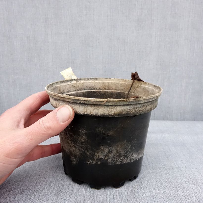 Nymphaea Perry's Red Glow Vaso da 1,5L/2L esemplare consegnato in inverno