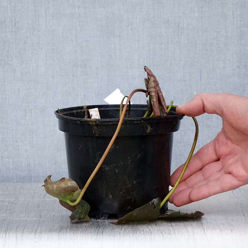 Nymphaea Perry's Red Glow Vaso da 1,5L/2L esemplare consegnato in primavera