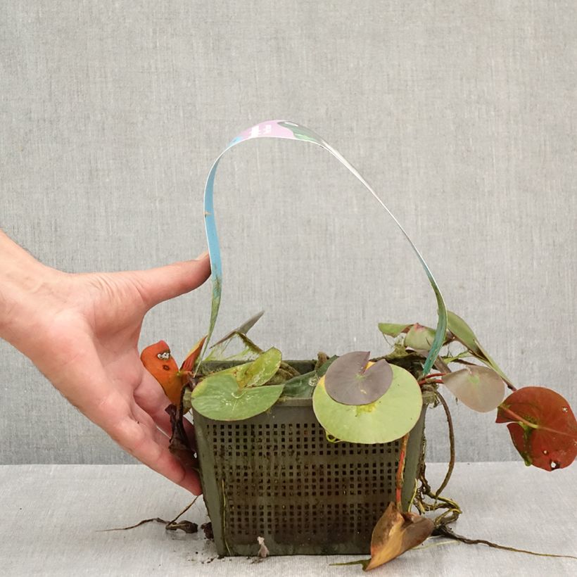 Esemplare di Nymphaea Peter Slocum Vaso da 3L/4L come consegnato in autunno