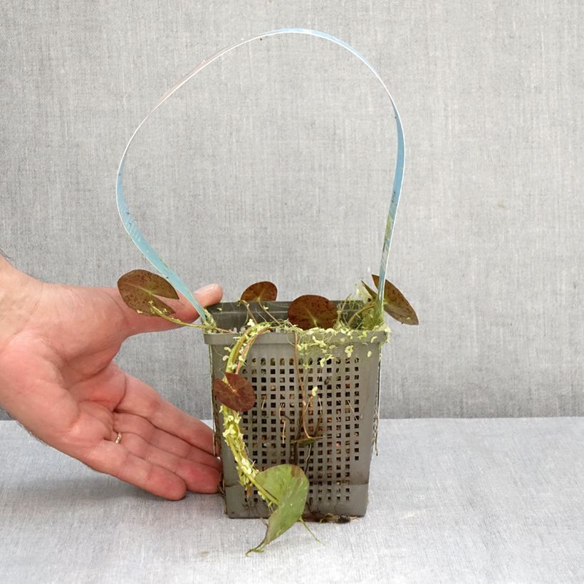 Esemplare di Nymphaea Phoebus Vaso da 1L/1,5L come consegnato in autunno