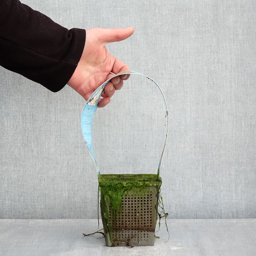 Nymphaea Phoebus Vaso da 1L/1,5L esemplare consegnato in inverno