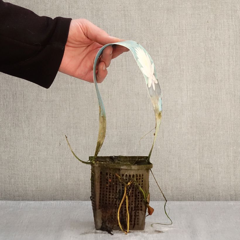 Nymphaea Ray Davies Vaso da 1L/1,5L esemplare consegnato in inverno