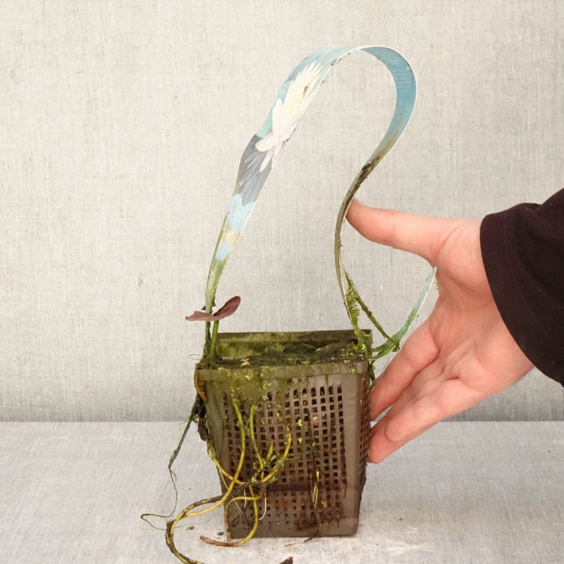 Nymphaea Ray Davies Vaso da 1L/1,5L esemplare consegnato in primavera