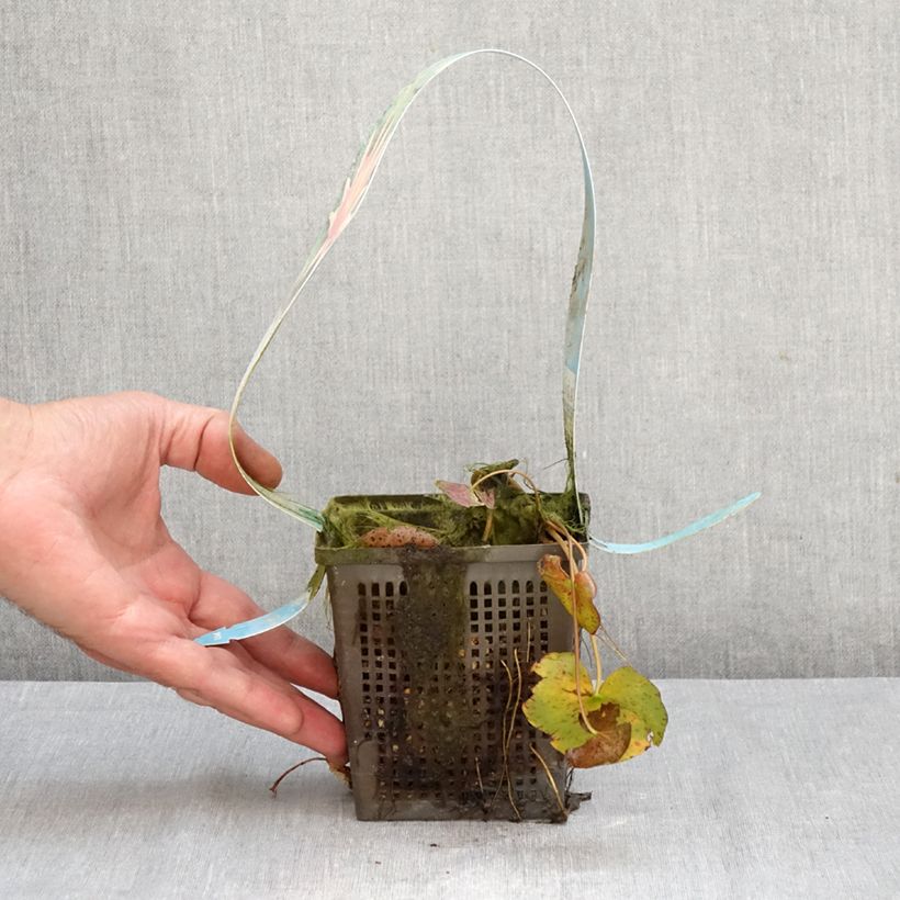 Esemplare di Nymphaea Red Spider Vaso da 1L/1,5L come consegnato in autunno