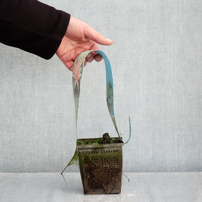 Nymphaea Red Spider Vaso da 1L/1,5L esemplare consegnato in inverno