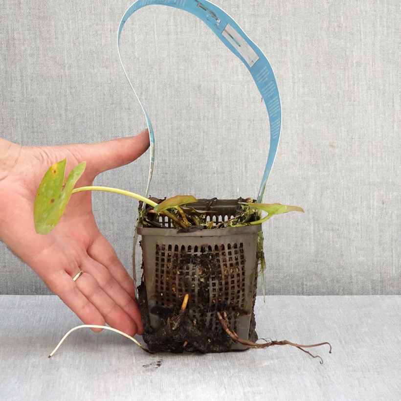 Esemplare di Nymphaea Rose Arey Vaso da 1L/1,5L come consegnato in autunno