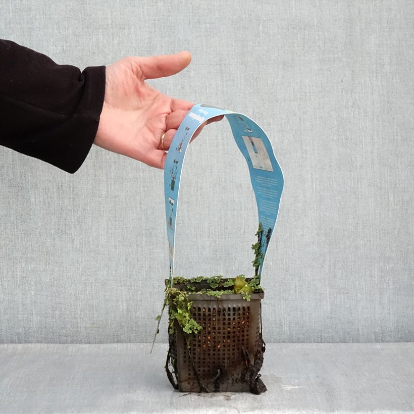 Nymphaea Rose Arey Vaso da 1L/1,5L esemplare consegnato in inverno