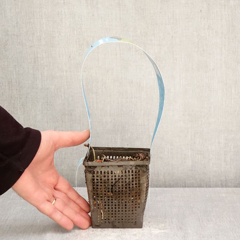 Nymphaea Rose Arey Vaso da 1L/1,5L esemplare consegnato in primavera