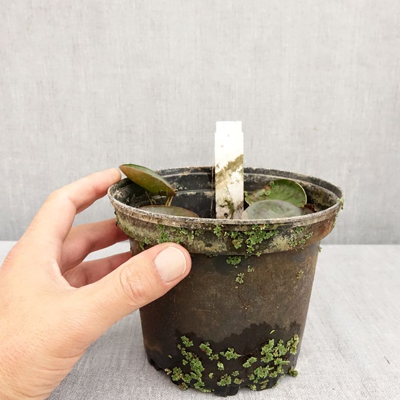 Esemplare di Nymphaea Sioux Vaso da 1L/1,5L come consegnato in autunno