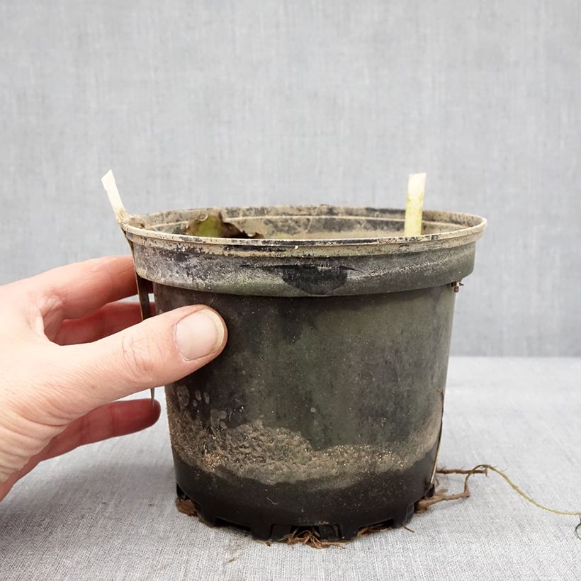 Nymphaea Starbright Vaso da 1,5L/2L esemplare consegnato in inverno