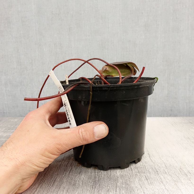 Nymphaea Starbright Vaso da 1,5L/2L esemplare consegnato in primavera