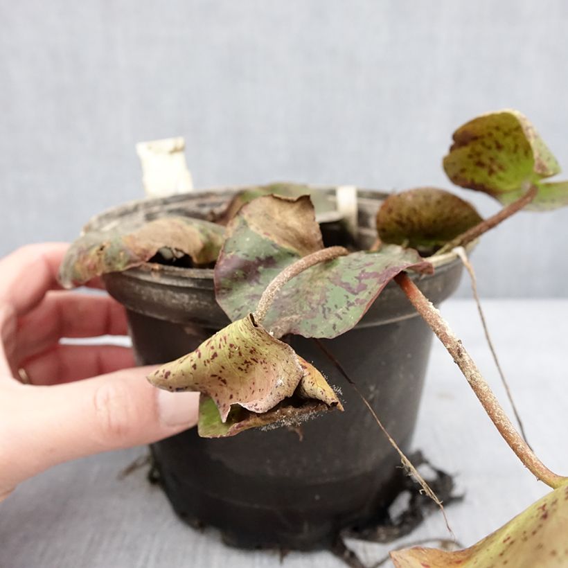 Nymphaea Texas Dawn Vaso da 1,5L/2L esemplare consegnato in inverno