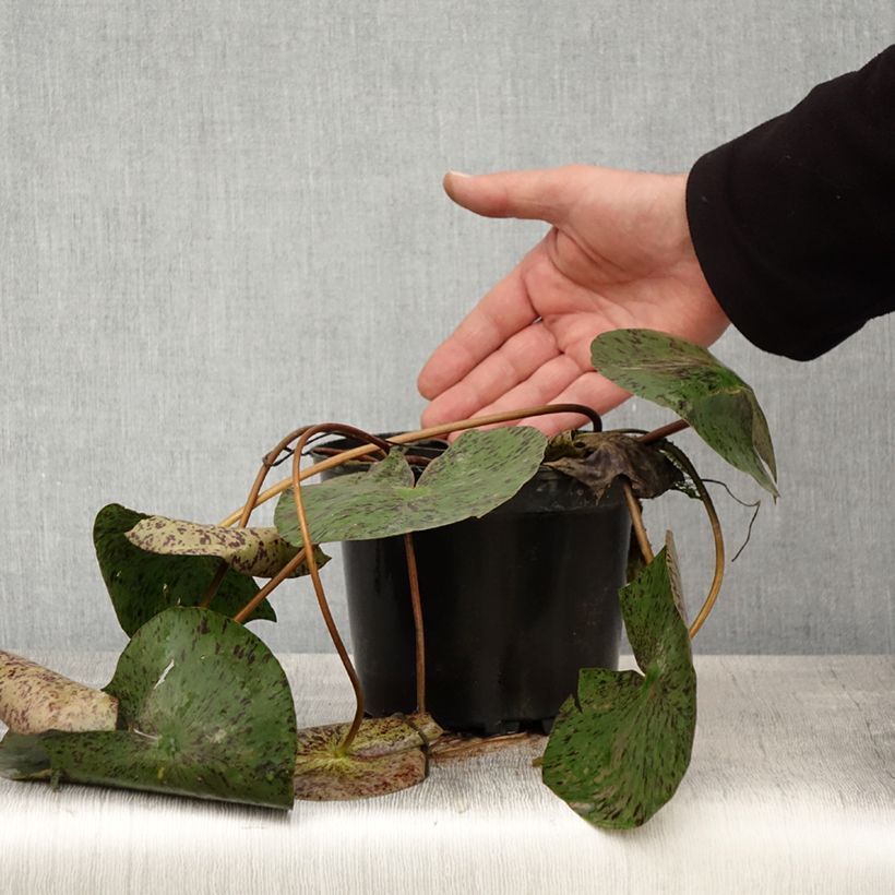 Nymphaea Texas Dawn Vaso da 1,5L/2L esemplare consegnato in primavera