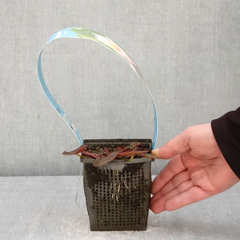 Nymphaea Venusta Vaso da 1L/1,5L esemplare consegnato in primavera