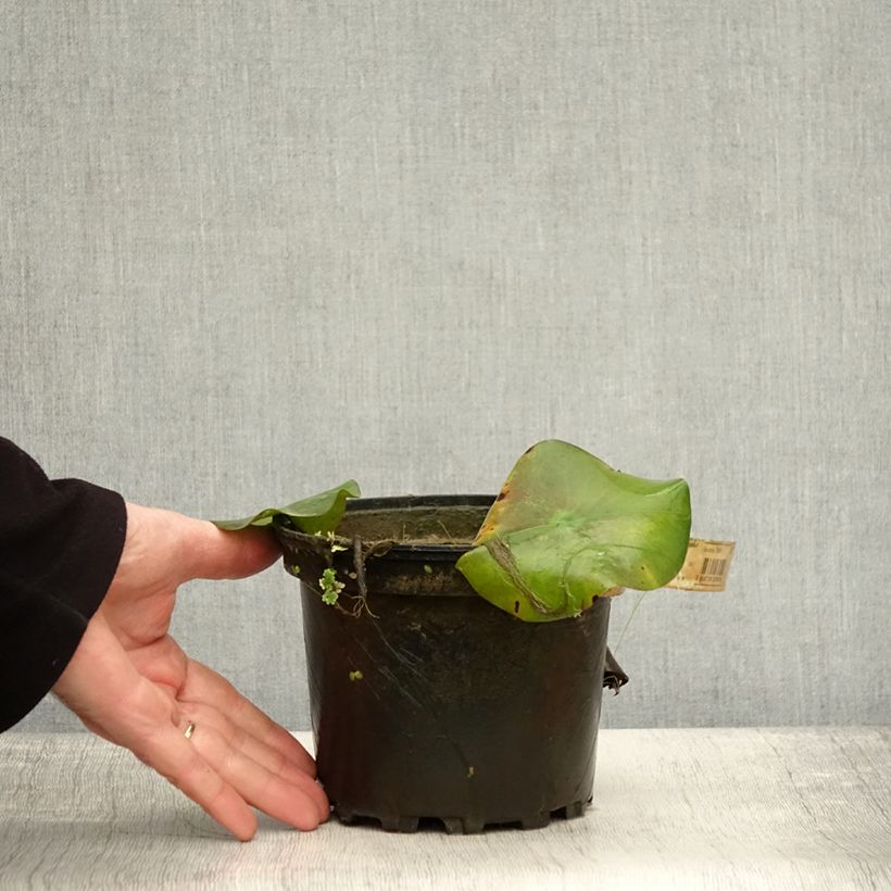 Esemplare di Nymphaea Virginalis Vaso da 1,5L/2L come consegnato in autunno