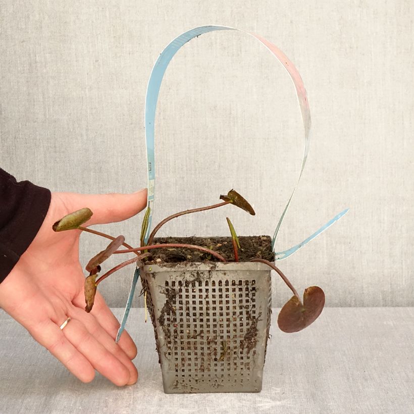 Nymphaea Wanvisa Vaso da 1L/1,5L esemplare consegnato in primavera