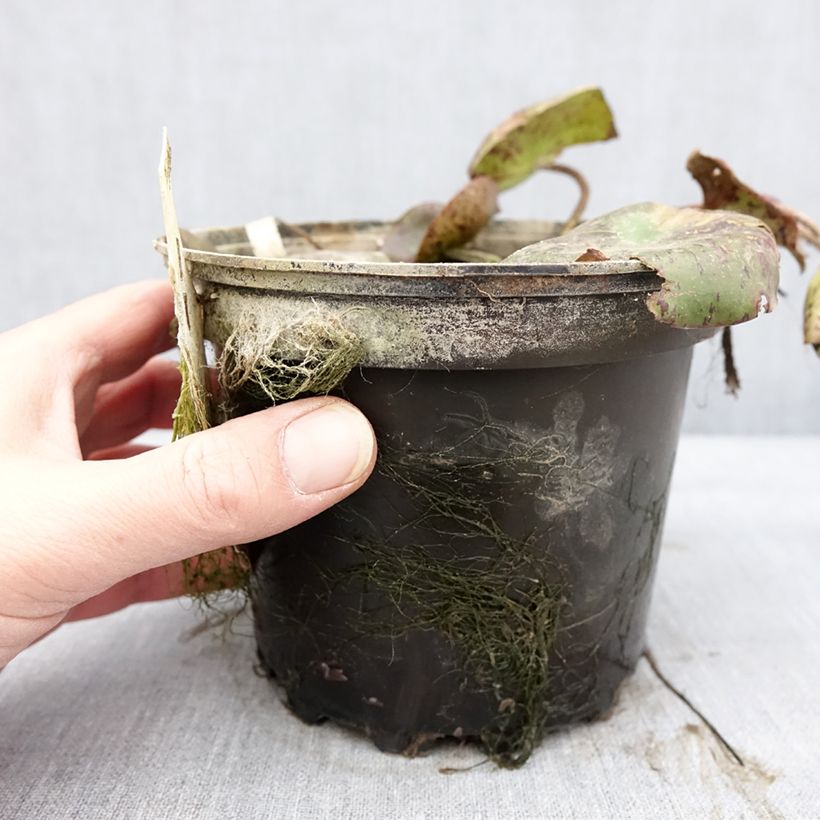 Nymphaea White 1000 Petals Vaso da 1,5L/2L esemplare consegnato in inverno