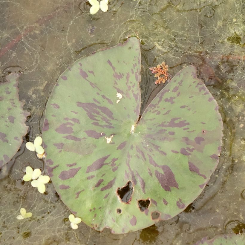 Nymphaea Yellow Enigma (Fogliame)