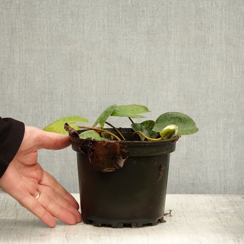 Esemplare di Nymphaea Yellow Enigma Vaso da 1,5L/2L come consegnato in autunno