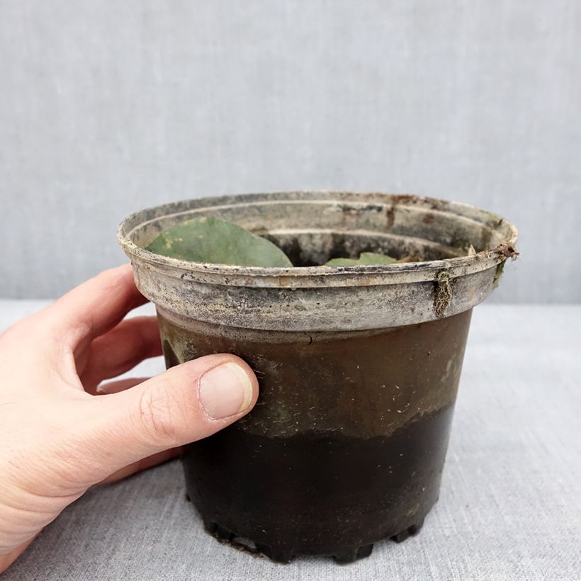 Nymphaea Yellow Enigma Vaso da 1,5L/2L esemplare consegnato in inverno