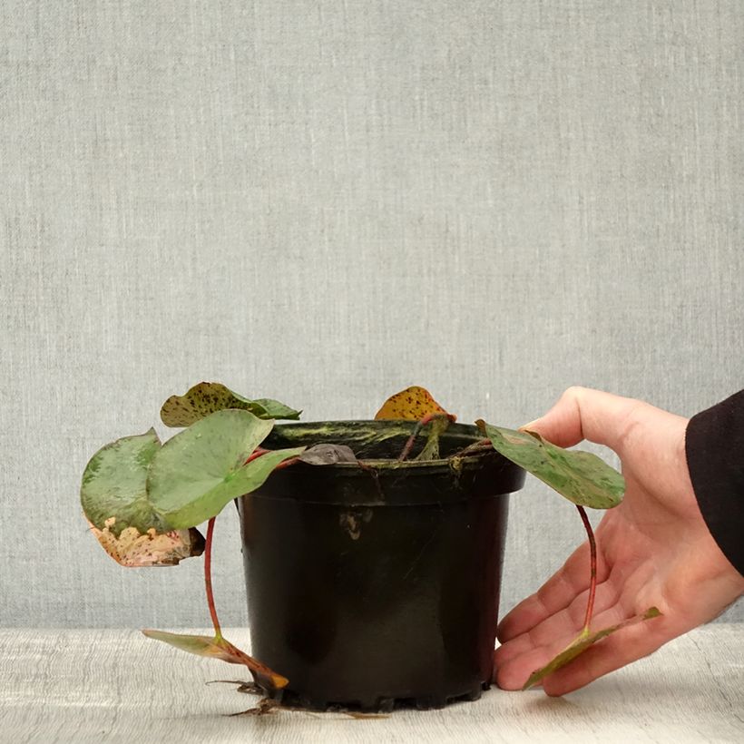 Esemplare di Nymphaea Yellow Queen Vaso da 1,5L/2L come consegnato in autunno