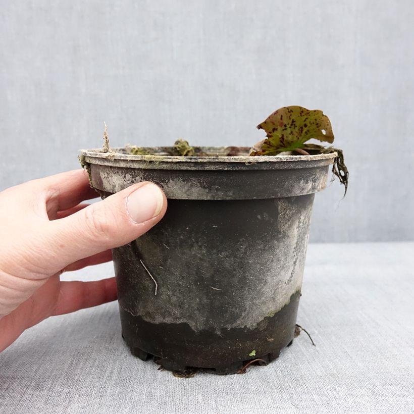 Nymphaea Yellow Queen Vaso da 1,5L/2L esemplare consegnato in inverno