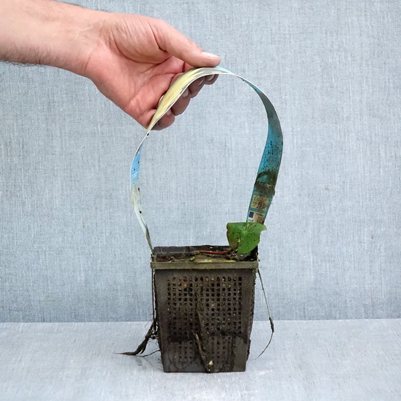 Esemplare di Nymphaea Yellow Sensation Vaso da 1L/1,5L come consegnato in autunno