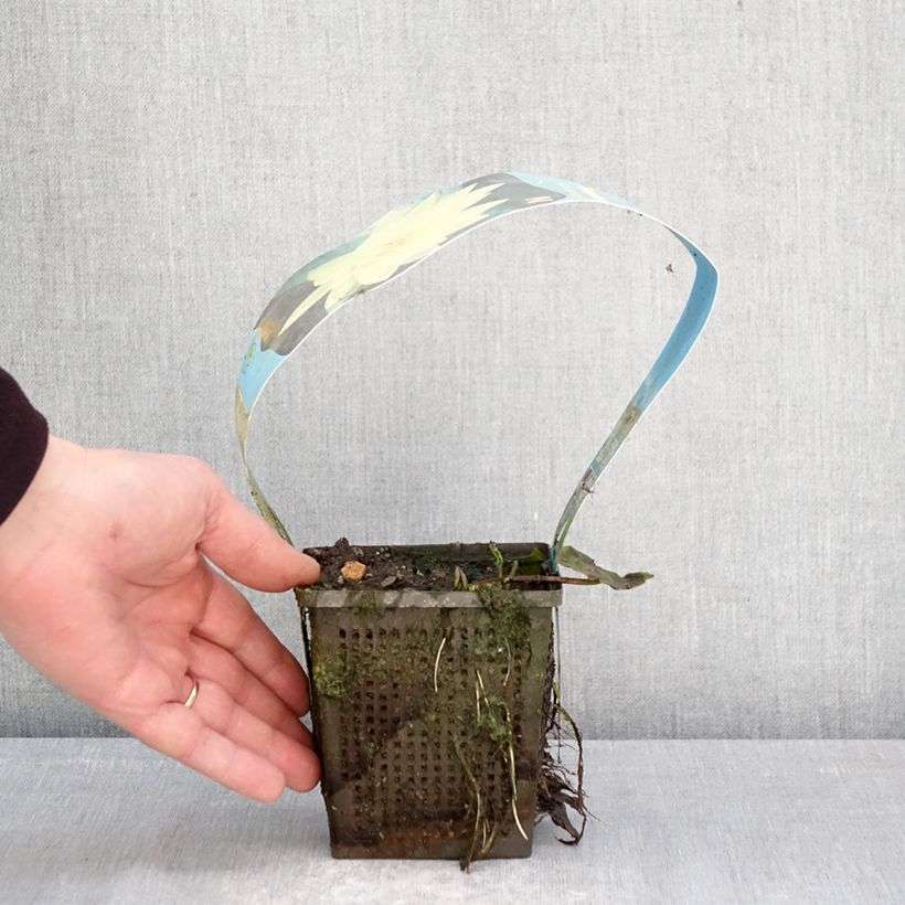 Nymphaea Yellow Sensation Vaso da 1L/1,5L esemplare consegnato in primavera