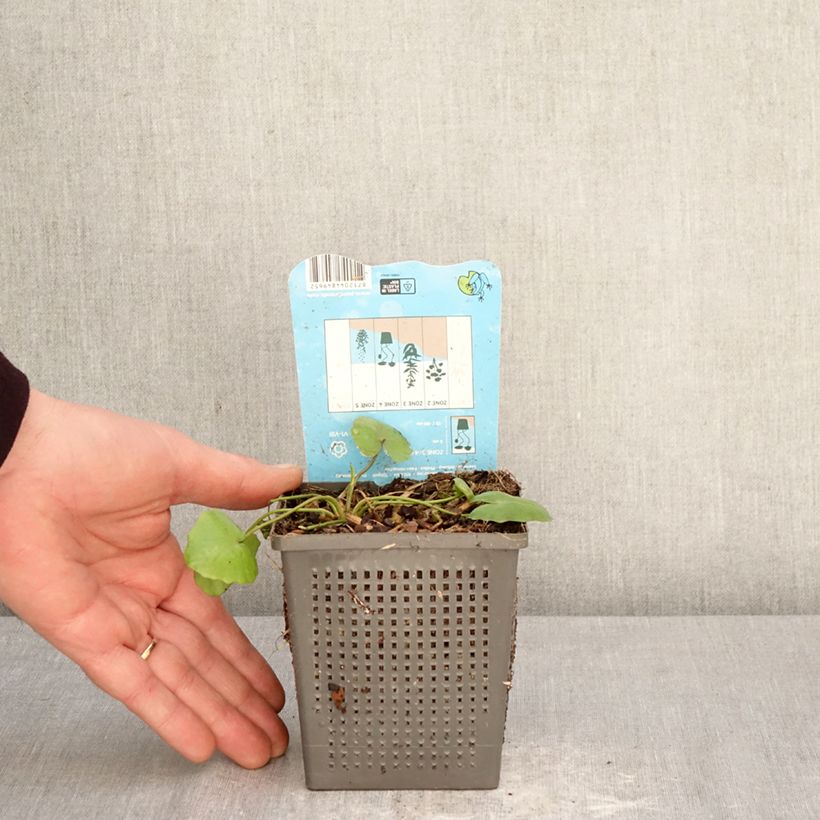 Nymphoides peltata - Limnantemio Vaso da 1L/1,5L esemplare consegnato in primavera