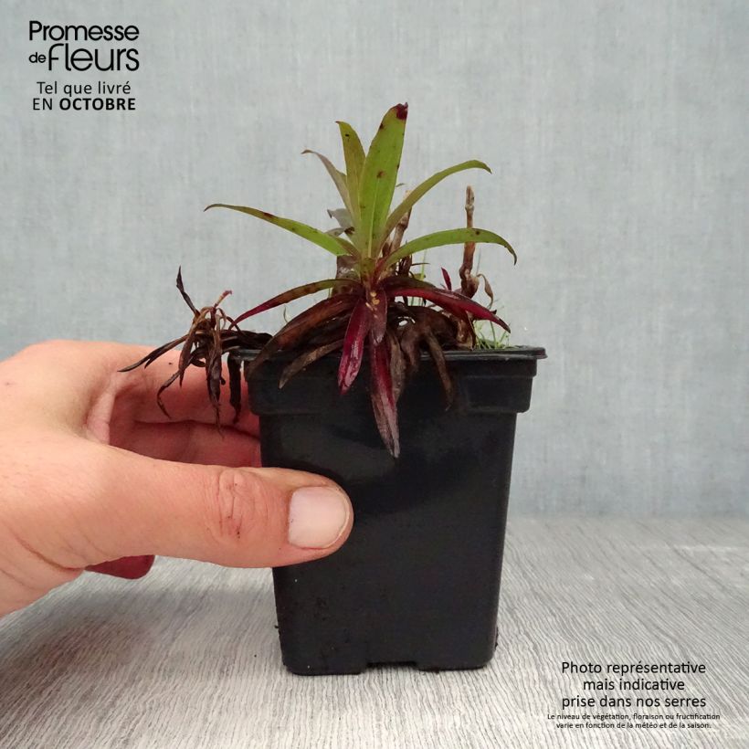 Esemplare di Dianthus barbatus Nigrescens Sooty - Garofano dei poeti Vasetto da 7/8 cm come consegnato in autunno