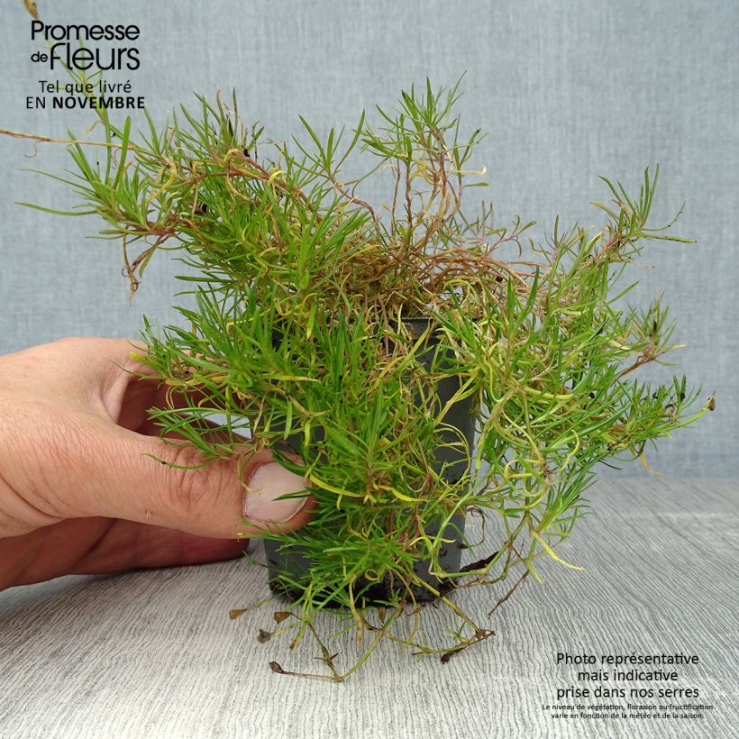 Esemplare di Petrorhagia saxifraga - Garofanina spaccasassi Vasetto da 8/9 cm come consegnato in autunno