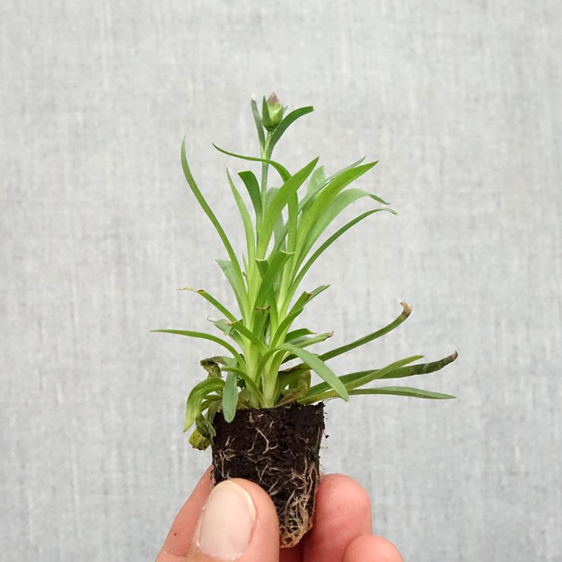 Esemplare di Dianthus Sunflor Evert - Garofano Mini zolla Ø 1,5/2,5 cm come consegnato in autunno
