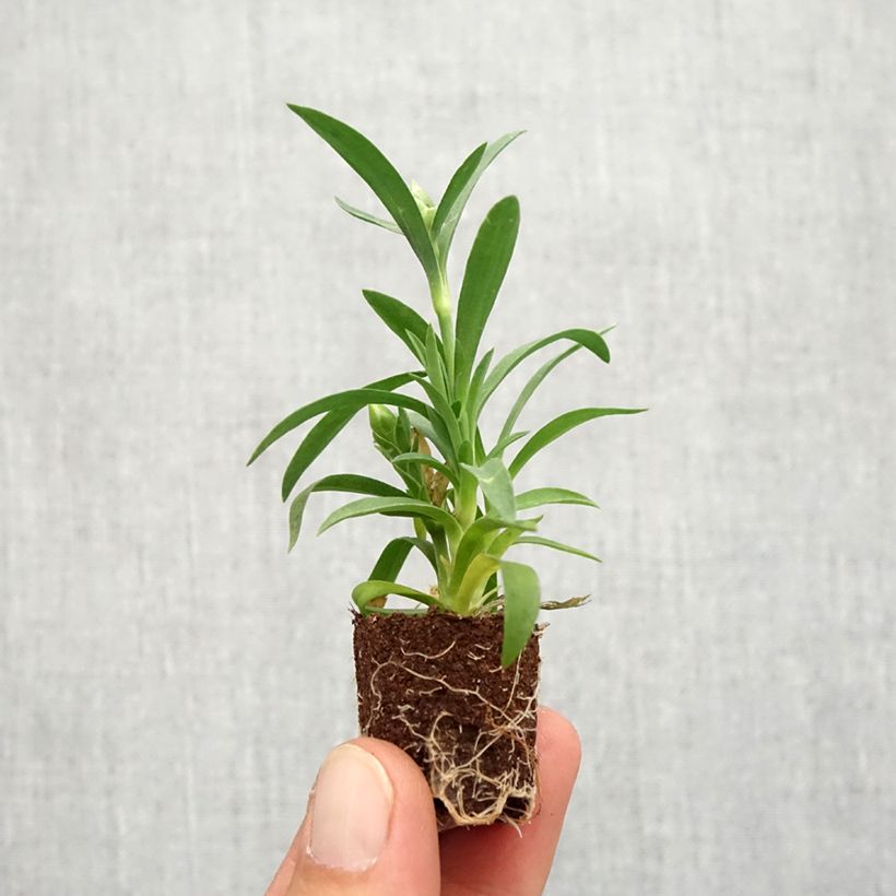Esemplare di Dianthus Sunflor Megan - Garofano Mini zolla Ø 1,5/2,5 cm come consegnato in autunno