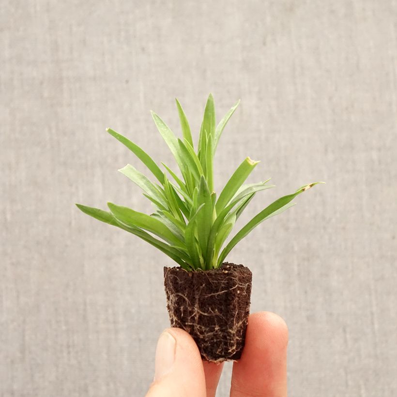 Dianthus barbatus Sunflor Red Esta - Garofano dei poeti Mini zolla Ø 1,5/2,5 cm esemplare consegnato in primavera